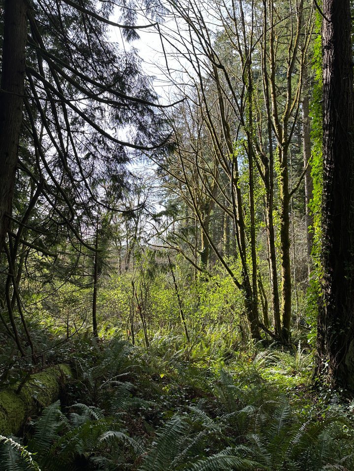 Photo of the forested lot before construction